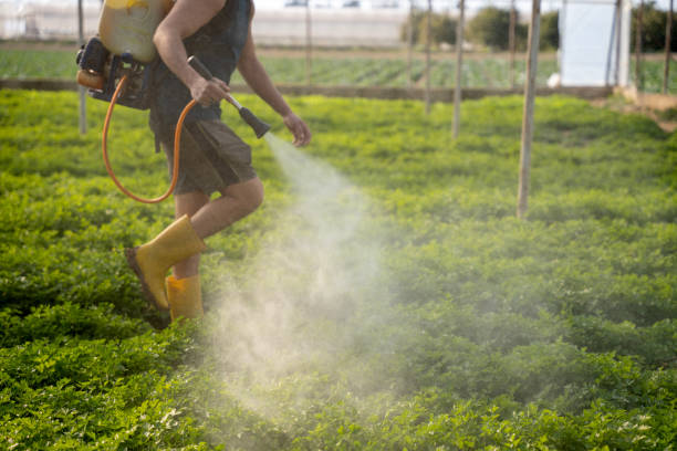 Best Ant Control Services  in Soddy Daisy, TN