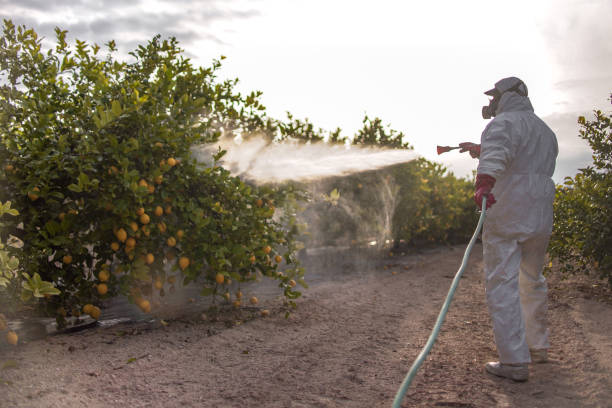 Best Local Pest Control Services  in Soddy Daisy, TN