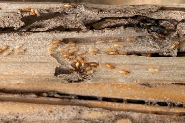 Best Termite Control Services  in Soddy Daisy, TN